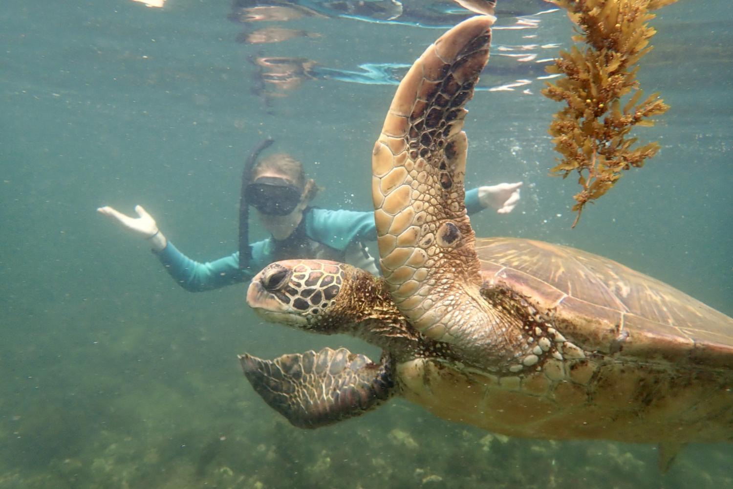 一名<a href='http://bshr9k2d.elevatedinmotion.com'>全球十大赌钱排行app</a>学生在Galápagos群岛游学途中与一只巨龟游泳.